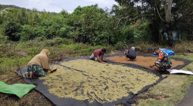 Babinsa Iboih Dampingi Warga Jemur Cengkeh, Dorong Semangat Petani Tingkatkan Perekonomian