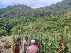 Babinsa Koramil 01/Sukajaya Gampong Berawang Pantau Ketahanan Pangan Warga Melalui Budidaya Jagung