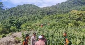 Babinsa Koramil 01/Sukajaya Gampong Berawang Pantau Ketahanan Pangan Warga Melalui Budidaya Jagung