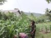 Sinergi TNI-Petani: Babinsa Koramil 01/Sukajaya Kawal Perawatan Jagung demi Panen Melimpah di Gampong Keuneukai