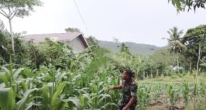 Sinergi TNI-Petani: Babinsa Koramil 01/Sukajaya Kawal Perawatan Jagung demi Panen Melimpah di Gampong Keuneukai