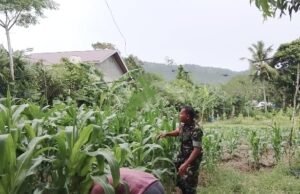Sinergi TNI-Petani: Babinsa Koramil 01/Sukajaya Kawal Perawatan Jagung demi Panen Melimpah di Gampong Keuneukai