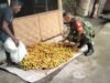 Babinsa Krueng Raya Bantu Petani Kumpulkan Hasil Panen Pinang