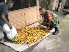 Babinsa Krueng Raya Bantu Petani Kumpulkan Hasil Panen Pinang