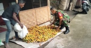 Babinsa Krueng Raya Bantu Petani Kumpulkan Hasil Panen Pinang