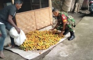 Babinsa Krueng Raya Bantu Petani Kumpulkan Hasil Panen Pinang