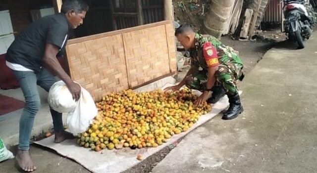 Babinsa Krueng Raya Bantu Petani Kumpulkan Hasil Panen Pinang