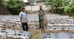TNI Rakyat Satu Semangat: Babinsa Kuta Barat Bantu Siram Kebun Cabai Demi Kesejahteraan Warga
