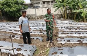 TNI Rakyat Satu Semangat: Babinsa Kuta Barat Bantu Siram Kebun Cabai Demi Kesejahteraan Warga