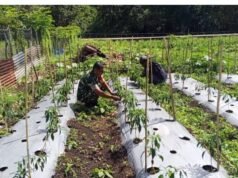 “Cabai Merah, Harapan Baru”: Babinsa Cot Ba’U Dampingi Petani Wujudkan Kemandirian Ekonomi di Bay Pass