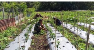 “Cabai Merah, Harapan Baru”: Babinsa Cot Ba’U Dampingi Petani Wujudkan Kemandirian Ekonomi di Bay Pass