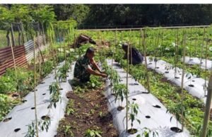 “Cabai Merah, Harapan Baru”: Babinsa Cot Ba’U Dampingi Petani Wujudkan Kemandirian Ekonomi di Bay Pass