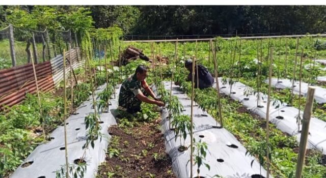 “Cabai Merah, Harapan Baru”: Babinsa Cot Ba’U Dampingi Petani Wujudkan Kemandirian Ekonomi di Bay Pass