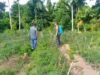 Babinsa Koramil 02/Sukakarya Dampingi Petani Cabai, Wujud Nyata Dukungan Ketahanan Pangan