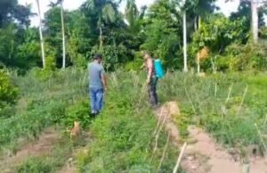 Babinsa Koramil 02/Sukakarya Dampingi Petani Cabai, Wujud Nyata Dukungan Ketahanan Pangan