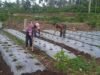 Semangat Ketahanan Pangan, Babinsa Koramil 01/Sukajaya Bantu Petani Cabai Kelola Lahan