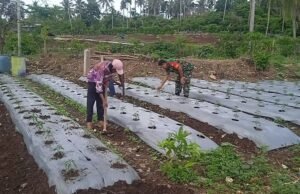 Semangat Ketahanan Pangan, Babinsa Koramil 01/Sukajaya Bantu Petani Cabai Kelola Lahan