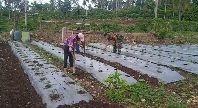 Semangat Ketahanan Pangan, Babinsa Koramil 01/Sukajaya Bantu Petani Cabai Kelola Lahan