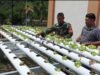 Babinsa Paya Seunara Dampingi Petani Hidroponik, Dorong Pengembangan Sayuran Sehat di Sabang