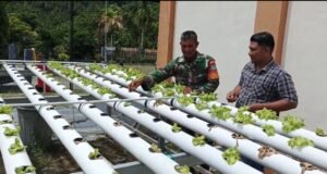 Babinsa Paya Seunara Dampingi Petani Hidroponik, Dorong Pengembangan Sayuran Sehat di Sabang