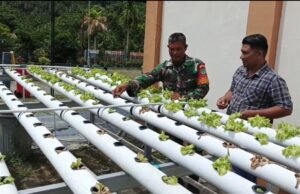 Babinsa Paya Seunara Dampingi Petani Hidroponik, Dorong Pengembangan Sayuran Sehat di Sabang
