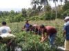 Babinsa dan Kelompok Tani Cot Ba’U Petik Hasil Kerja Keras, Panen Cabai Merah Dongkrak Ekonomi