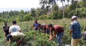 Babinsa dan Kelompok Tani Cot Ba’U Petik Hasil Kerja Keras, Panen Cabai Merah Dongkrak Ekonomi