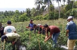 Babinsa dan Kelompok Tani Cot Ba’U Petik Hasil Kerja Keras, Panen Cabai Merah Dongkrak Ekonomi