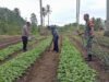 Perkuat Ketahanan Pangan, Babinsa Cot Abeuk Bantu Petani Rawat Kebun Sayuran