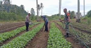 Perkuat Ketahanan Pangan, Babinsa Cot Abeuk Bantu Petani Rawat Kebun Sayuran