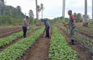 Perkuat Ketahanan Pangan, Babinsa Cot Abeuk Bantu Petani Rawat Kebun Sayuran