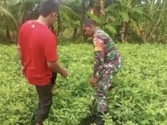 Babinsa Gampong Paya Dampingi Petani Rawat Kacang Tanah, Dukung Swasembada Pangan Nasional