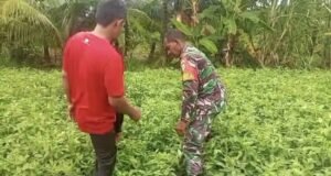 Babinsa Gampong Paya Dampingi Petani Rawat Kacang Tanah, Dukung Swasembada Pangan Nasional