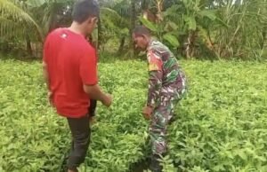 Babinsa Gampong Paya Dampingi Petani Rawat Kacang Tanah, Dukung Swasembada Pangan Nasional