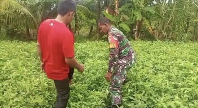 Babinsa Gampong Paya Dampingi Petani Rawat Kacang Tanah, Dukung Swasembada Pangan Nasional
