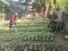 Pemantau Ketahanan Pangan, Babinsa Kuta Ateuh Pastikan Hasil Tani Warga Berjalan Optimal