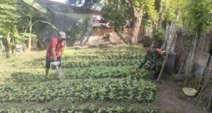 Pemantau Ketahanan Pangan, Babinsa Kuta Ateuh Pastikan Hasil Tani Warga Berjalan Optimal
