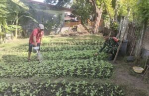 Pemantau Ketahanan Pangan, Babinsa Kuta Ateuh Pastikan Hasil Tani Warga Berjalan Optimal