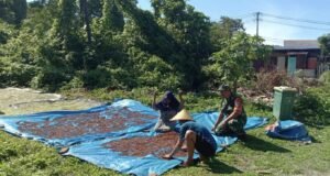 Babinsa Jalin Kedekatan: Komsos dengan Petani Cengkeh Pantau Kondisi Hasil Panen