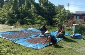 Babinsa Jalin Kedekatan: Komsos dengan Petani Cengkeh Pantau Kondisi Hasil Panen