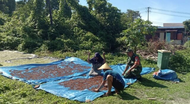 Babinsa Jalin Kedekatan: Komsos dengan Petani Cengkeh Pantau Kondisi Hasil Panen