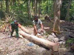 Dekat dan Peduli, Babinsa Cot Abeuk Bantu Warga Belah Pohon Kelapa