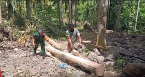 Dekat dan Peduli, Babinsa Cot Abeuk Bantu Warga Belah Pohon Kelapa