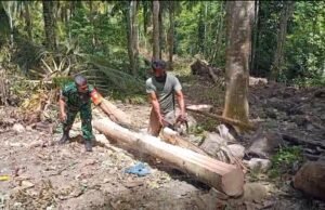 Dekat dan Peduli, Babinsa Cot Abeuk Bantu Warga Belah Pohon Kelapa