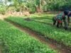 Babinsa Dampingi Perawatan Tanaman Sayur, Dukung Ketahanan Pangan Warga