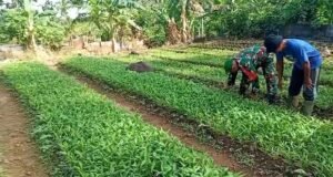 Babinsa Dampingi Perawatan Tanaman Sayur, Dukung Ketahanan Pangan Warga