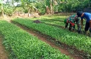 Babinsa Dampingi Perawatan Tanaman Sayur, Dukung Ketahanan Pangan Warga