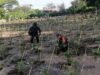 Dukungan Nyata untuk Warga: Babinsa Bantu Merawat Kebun Cabai di Gampong Kuta Barat