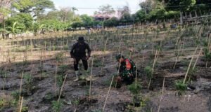 Dukungan Nyata untuk Warga: Babinsa Bantu Merawat Kebun Cabai di Gampong Kuta Barat