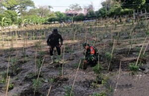 Dukungan Nyata untuk Warga: Babinsa Bantu Merawat Kebun Cabai di Gampong Kuta Barat